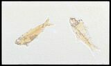 Multiple Knightia Fossil Fish Plate - Wyoming #50592-3